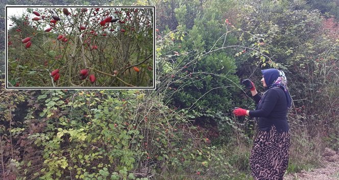 KADINLARIN YENİ GÖZDESİ KUŞBURNU