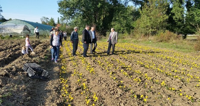 ÇAYCUMA’DA LALE, ZAMBAK VE ÇİĞDEM SOĞANI ÜRETİMİ KATLANARAK DEVAM EDİYOR