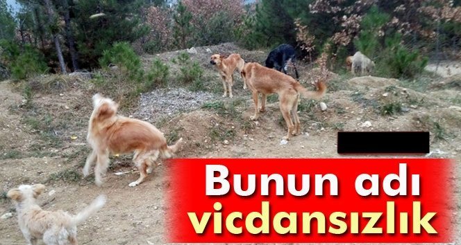 Sokak köpeklerini ölüme terk ettiler