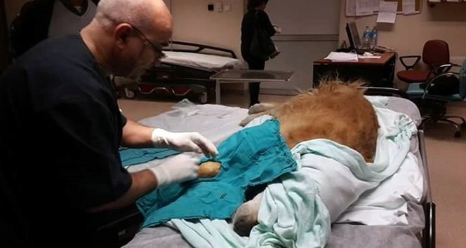 DEVLET HASTANESİNDE KÖPEĞİ AMELİYAT ETTİ