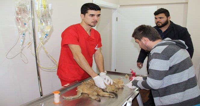 ÇÖPE ATILAN KEDİYİ HAYVANSEVERLER KURTARDI