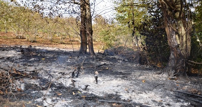 ZONGULDAK’IN ALAPLI İLÇESİNE BAĞLI KOCAMAN KÖYÜNDE ORMAN YANGINI ÇIKTI. YANGINDA 4 HEKTAR ORMANLIK ALAN ZARAR GÖRDÜ. (ERTUĞRUL YÜKSEL/ZONGULDAK-İHA)