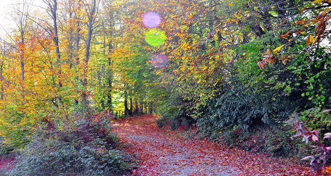 SONBAHARIN GELMESİYLE BİRLİKTE RENK CÜMBÜŞÜ OLUŞTU (ONUR ALTINDAĞ/ZONGULDAK-İHA)