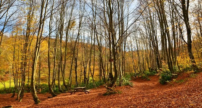 KENT ORMANI SONBAHARDA ZİYARETÇİLERİN İLGİ ODAĞI OLUYOR (ONUR ALTINDAĞ/ZONGULDAK-İHA)