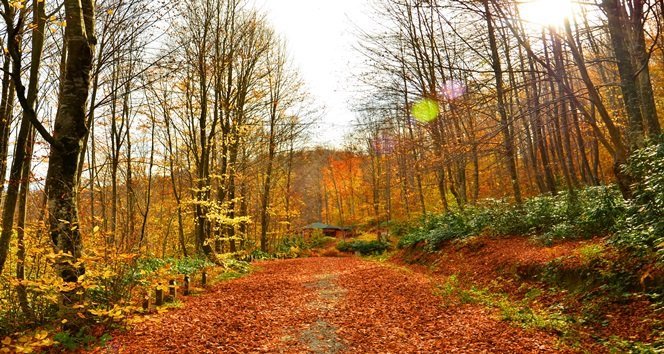 KENT ORMANI SONBAHARDA ZİYARETÇİLERİN İLGİ ODAĞI OLUYOR (ONUR ALTINDAĞ/ZONGULDAK-İHA)