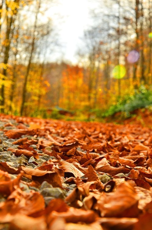 KENT ORMANI SONBAHARDA ZİYARETÇİLERİN İLGİ ODAĞI OLUYOR (ONUR ALTINDAĞ/ZONGULDAK-İHA)