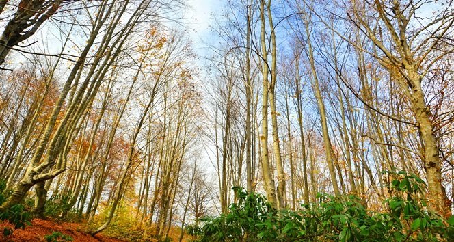 KENT ORMANI SONBAHARDA ZİYARETÇİLERİN İLGİ ODAĞI OLUYOR (ONUR ALTINDAĞ/ZONGULDAK-İHA)