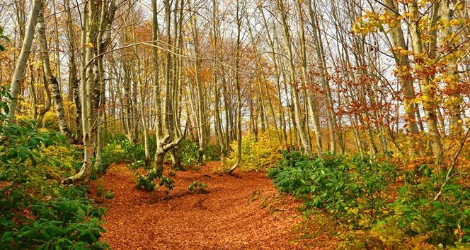 KENT ORMANI SONBAHARDA KIRMIZI, YEŞİL VE SARI RENK TONLARINA DÖNÜŞTÜ (ONUR ALTINDAĞ/ZONGULDAK-İHA)