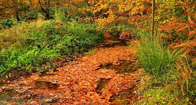 KENT ORMANINDAN GEÇEN DERE ZİYARETÇİLERİN İLGİ ODAĞI OLUYOR (ONUR ALTINDAĞ/ZONGULDAK-İHA)
