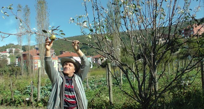 TÜRKALİ’DE SONBAHARDA ÇİÇEK AÇAN ARMUT AĞACI MAHİR ADIGÜZEL’İ HAYRETLER İÇİNDE BIRAKTI (GÖRÜNTÜLÜ)