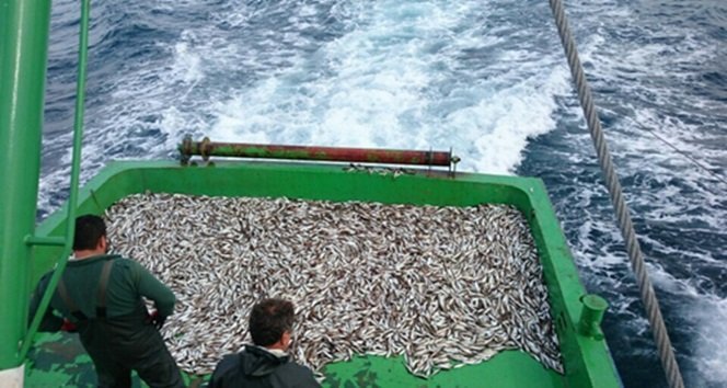 BARTIN'IN AMASRA İLÇESİ AÇIKLARINDA, BALIKÇILARIN AĞINA YAKLAŞIK 2 METRE UZUNLUĞUNDA VE 20 KİLOGRAM AĞIRLIĞINDA CAMGÖZ CİNSİ KÖPEK BALIĞI TAKILDI. (SÜLEYMAN KARAMAN/BARTIN-İHA)