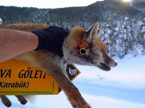 KARABÜK'ÜN YENİCE İLÇESİNDE, ORMANLIK ALANDA AVCILAR TARAFINDAN VURULDUĞU DÜŞÜNÜLEN TİLKİ, YÖN TABELASINDA ASILI BULUNDU. (ÇETİN UZUNKARA/KARABÜK-İHA)