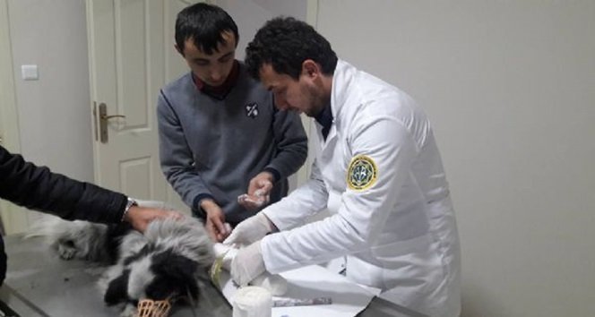 Üzerinden Araç Geçen Sokak Köpeği Kurtarıldı