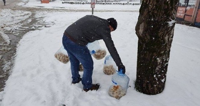 Çaycuma’da Sokak Hayvanları Unutulmadı