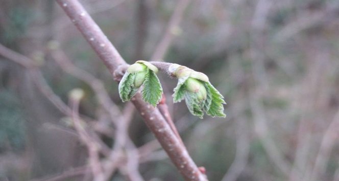 YALANCI BAHAR FINDIK ÜRETİCİLERİNİ ENDİŞELENDİRİYOR