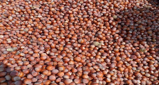 KOÇAK, FINDIK ÜRETİCİLERİNİ UYARDI