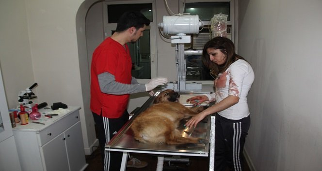 KDZ. EREĞLİ'DE OTOMOBİLİN ÇARPMASI SONUCU YARALANAN KÖPEĞE SAHİP ÇIKAN CEMRE GÖNEN TEDAVİSİ İÇİN VETERİNERE GÖTÜRDÜ. (VEDAT KILIÇ/ZONGULDAK-İHA)