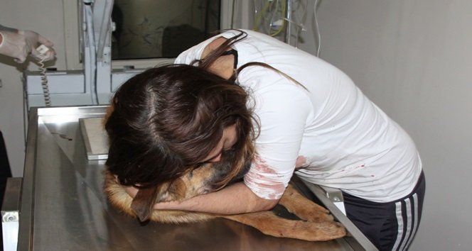 KDZ. EREĞLİ'DE OTOMOBİLİN ÇARPMASI SONUCU YARALANAN KÖPEĞİ VETERİNER GÖTÜRÜP TEDAVİ ETTİREN CEMRE GÖNEN "NE OLUR ÖLME" DİYE AĞLADI. (VEDAT KILIÇ/ZONGULDAK-İHA)