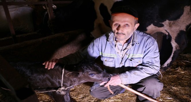 İBRAHİM SEZER, "EVDE DURAMIYORUM. CANIM SIKILIYOR. SIKIŞIRSAM TORUNUM TUNAHAN VAR, OĞLUM VAR. ONLARI ÇAĞIRIYORUM. AMA GENELDE HER ŞEYİ TEK BAŞIMA YAPIYORUM. SAMAN ALACAĞIM ZAMAN YARDIM EDİYORLAR. SONRA İŞE GİDİYORLAR. BEN DE VAKİT GEÇİRİYORUM. BURADA 6 TANE DANA VAR. GERİ KALAN BİR İNEK VAR. YAVRU VAR. TAVUKLARIM VAR" DEDİ. (VEDAT KILIÇ/ZONGULDAK-İHA)