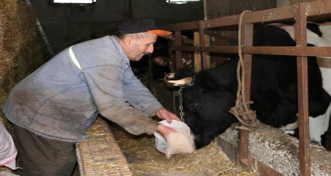 ZONGULDAK'IN EREĞLİ İLÇESİNDE GÖZLERİ GÖRMEYEN İBRAHİM SEZER, HAYVANLARINA KENDİSİ BAKIYOR. (VEDAT KILIÇ/ZONGULDAK-İHA)