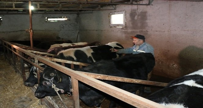 ZONGULDAK'IN EREĞLİ İLÇESİNDE YAŞAYAN İBRAHİM SEZER, GÖZLERİ GÖRMEMESİNE RAĞMEN HAYVANLARINA KENDİSİ BAKIYOR. (VEDAT KILIÇ/ZONGULDAK-İHA)