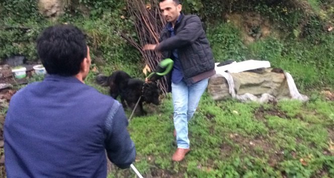 ÖLDÜRÜLEN HİLMİYE DEMİRTÜRK'ÜN KÖPEĞİ, BELEDİYE EKİPLERİ TARAFINDAN HAYVAN BARINAĞINA GETİRİLDİ. (ONUR ALTINDAĞ - SERTAÇ ÖZDEMİR/ZONGULDAK-İHA)