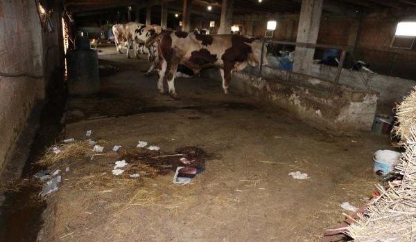 Gündüz Vakti Hayvan Çaldılar