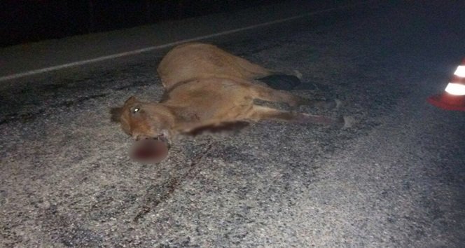 ZONGULDAK'IN ÇAYCUMA İLÇESİNE BAĞLI NEBİOĞLU BELDESİNDE, BİR ARACIN SÜRÜYE ÇARPMASI SONUCU 3 AT TELEF OLDU. (EMRAH YILDIZ/ZONGULDAK-İHA)