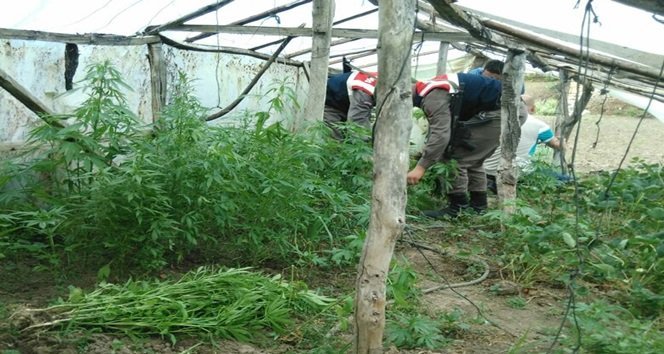 BARTIN İL JANDARMA KOMUTANLIĞI EKİPLERİ, HAVALARIN ISINMASIYLA BİRLİKTE AĞIRLIK VERDİĞİ UYUŞTURUCUYLA MÜCADELE ÇALIŞMALARINDA SEZONUN İLK OPERASYONUNU YAPTI. NARKOTİK KÖPEĞİ 'DALGA'NIN DA YER ALDIĞI OPERASYONDA 207 KÖK HİNT KENEVİRİ İLE 50 GRAM KUBAR ESRAR ELE GEÇİRİLDİ. (AKİF YAMAN/BARTIN-İHA)