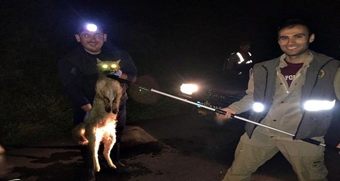 TELLERE TAKILAN TİLKİ ÖLÜ TAKLİDİ YAPTI