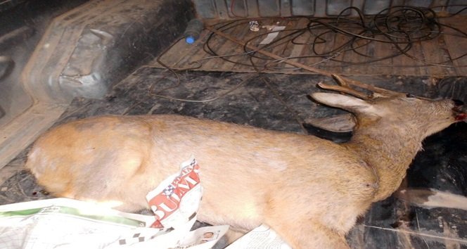 TREN’İN ÇARPTIĞI CEYLAN TELEF OLDU