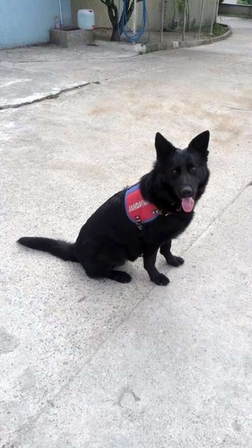 NARKOTİK KÖPEĞİ 'DALGA' DA OPERASYONA KATILDI. (MUSTAFA KURT/BARTIN-İHA)