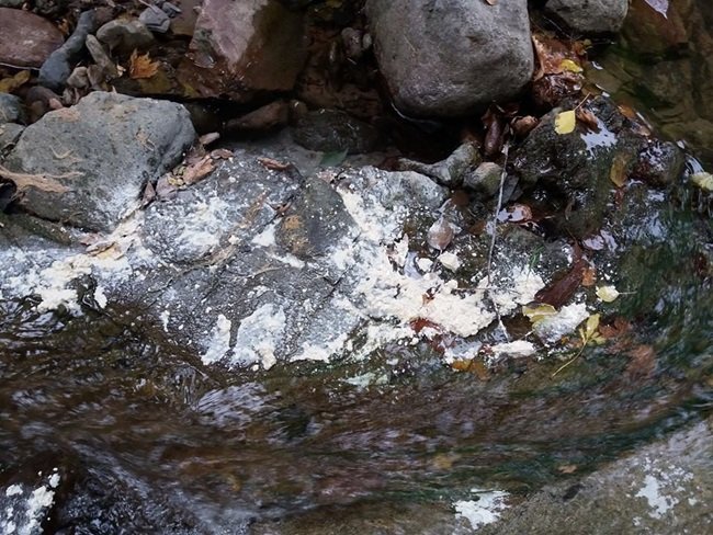 KASTAMONU'DA NESLİ TÜKENMEKTE OLAN KIRMIZI BENEKLİ ALABALIKLARI AVLAMAK İÇİN DEREYE KİREÇ DÖKTÜLER (MEHMET SALMAN KASTAMONU İHA) (MEHMET SALMAN/KASTAMONU-İHA)