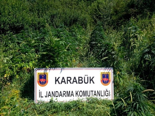 KARABÜK'TE YAPILAN UYUŞTURUCU OPERASYONUNDA 560 KÖK KENEVİR ELE GEÇİRİLDİ. (YASİN ERDEM/KARABÜK-İHA)