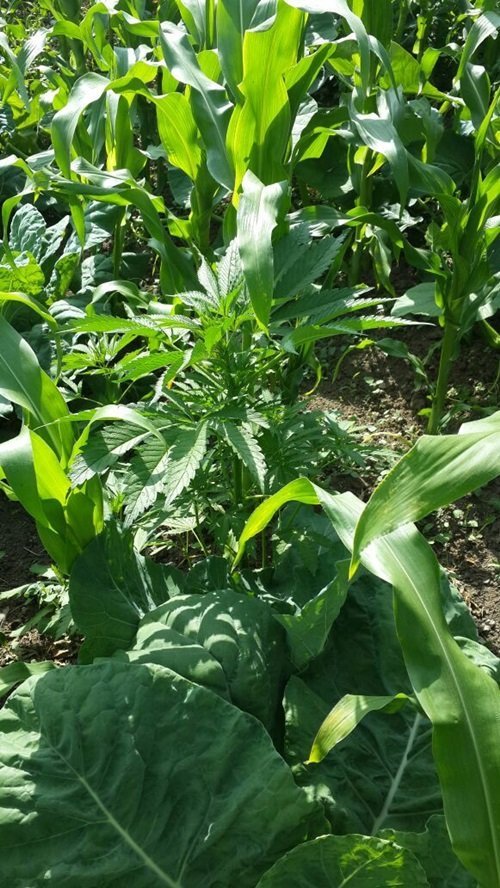 ZONGULDAK’IN ÇAYCUMA İLÇESİNDE BABA VE OĞLUNUN MISIR TARLASINDA HİNT KENEVİRİ YETİŞTİRDİĞİ İHBARINI ALAN JANDARMA EKİPLERİ SORUŞTURMA BAŞLATTI. (İHA/ZONGULDAK-İHA)