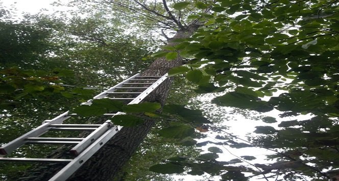 BUDAMAK İÇİN ÇIKTIĞI KAVAK AĞACINDAN YAKLAŞIK 28 METREDEN DÜŞEN MEVLÜT KOÇ, HAYATINI KAYBETTİ. (MEHMET SALMAN/KASTAMONU-İHA)