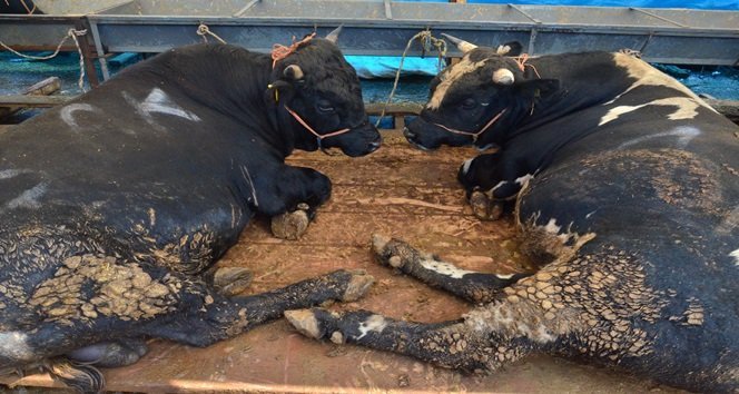 Zonguldak’ta kurbanlıklar pazara indi