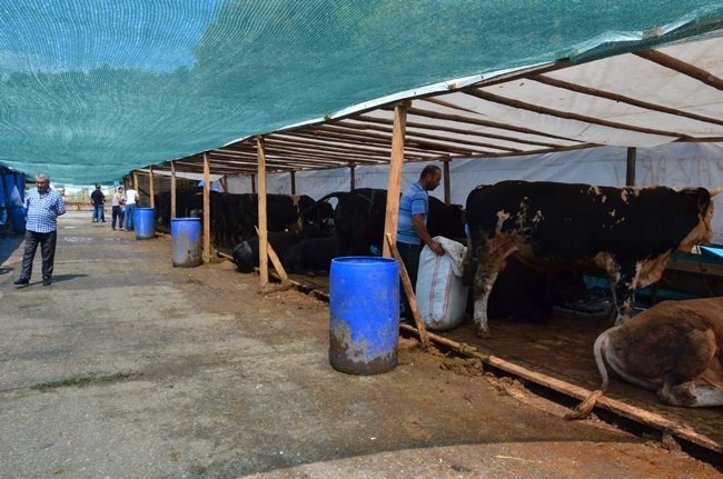 ZONGULDAK’TA KURBAN BAYRAMI’NA GÜNLER KALA KURBANLIKLAR PAZARA İNDİ. (ONUR ALTINDAĞ/ZONGULDAK-İHA)