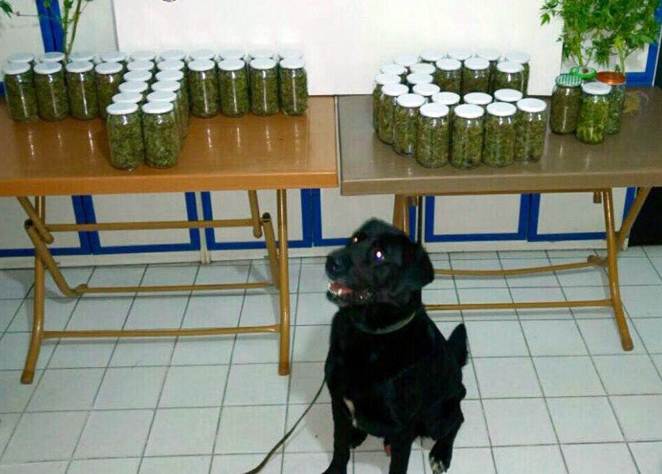 Narkotik arama köpeği “Dark” 5 kilogram esrar yakalattı