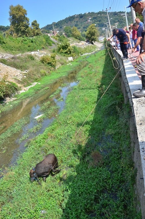 ZONGULDAK’TA SABAH AHIRDAN KAÇAN KURBANLIK BOĞA, 6 SAAT SONRA YAKALANDI. İLÇEYİ BİRBİRİNE KATAN BOĞA, 22 KİLOMETRE UZAKLIKTA DERE YATAĞINDA YAKALANABİLDİ. (SERTAÇ ÖZDEMİR/ZONGULDAK-İHA)