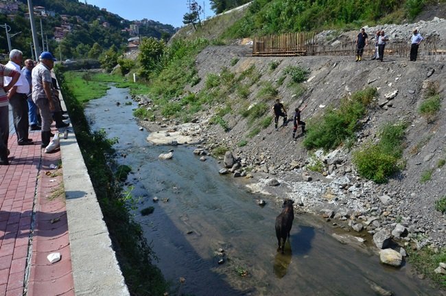 ZONGULDAK’TA SABAH AHIRDAN KAÇAN KURBANLIK BOĞA, 6 SAAT SONRA YAKALANDI. İLÇEYİ BİRBİRİNE KATAN BOĞA, 22 KİLOMETRE UZAKLIKTA DERE YATAĞINDA YAKALANABİLDİ. (SERTAÇ ÖZDEMİR/ZONGULDAK-İHA)