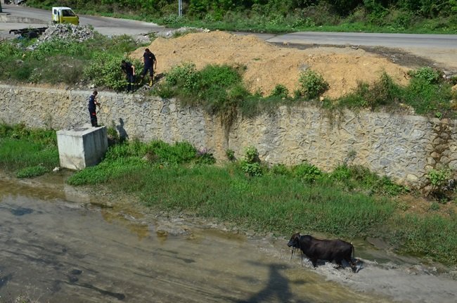 ZONGULDAK’TA SABAH AHIRDAN KAÇAN KURBANLIK BOĞA, 6 SAAT SONRA YAKALANDI. İLÇEYİ BİRBİRİNE KATAN BOĞA, 22 KİLOMETRE UZAKLIKTA DERE YATAĞINDA YAKALANABİLDİ. (SERTAÇ ÖZDEMİR/ZONGULDAK-İHA)