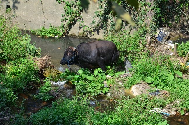 ZONGULDAK’TA SABAH AHIRDAN KAÇAN KURBANLIK BOĞA, 6 SAAT SONRA YAKALANDI. İLÇEYİ BİRBİRİNE KATAN BOĞA, 22 KİLOMETRE UZAKLIKTA DERE YATAĞINDA YAKALANABİLDİ. (SERTAÇ ÖZDEMİR/ZONGULDAK-İHA)