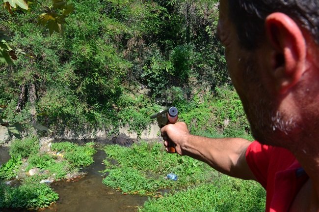ZONGULDAK’TA SABAH AHIRDAN KAÇAN KURBANLIK BOĞA, 6 SAAT SONRA YAKALANDI. İLÇEYİ BİRBİRİNE KATAN BOĞA, 22 KİLOMETRE UZAKLIKTA DERE YATAĞINDA YAKALANABİLDİ. (SERTAÇ ÖZDEMİR/ZONGULDAK-İHA)