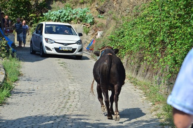 ZONGULDAK’TA SABAH AHIRDAN KAÇAN KURBANLIK BOĞA, 6 SAAT SONRA YAKALANDI. İLÇEYİ BİRBİRİNE KATAN BOĞA, 22 KİLOMETRE UZAKLIKTA DERE YATAĞINDA YAKALANABİLDİ. (SERTAÇ ÖZDEMİR/ZONGULDAK-İHA)