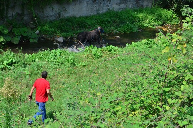 ZONGULDAK’TA SABAH AHIRDAN KAÇAN KURBANLIK BOĞA, 6 SAAT SONRA YAKALANDI. İLÇEYİ BİRBİRİNE KATAN BOĞA, 22 KİLOMETRE UZAKLIKTA DERE YATAĞINDA YAKALANABİLDİ. (SERTAÇ ÖZDEMİR/ZONGULDAK-İHA)