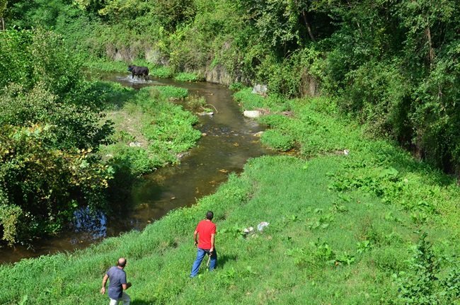 ZONGULDAK’TA SABAH AHIRDAN KAÇAN KURBANLIK BOĞA, 6 SAAT SONRA YAKALANDI. İLÇEYİ BİRBİRİNE KATAN BOĞA, 22 KİLOMETRE UZAKLIKTA DERE YATAĞINDA YAKALANABİLDİ. (SERTAÇ ÖZDEMİR/ZONGULDAK-İHA)