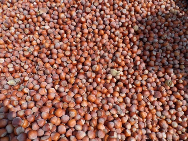 Fındık hırsızlarını jandarma yakaladı