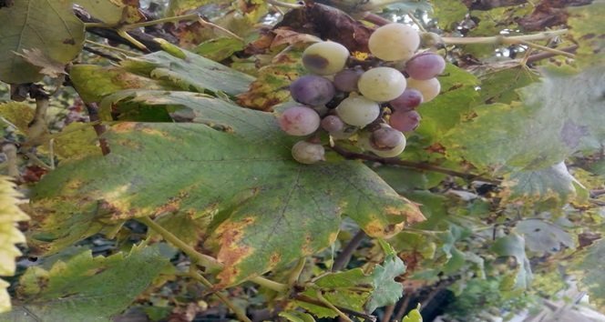 Alaplı ilçesinde yaşayan Bozkurt Ailesi, yok olmaya yüz tutan karaçatlak üzümünü üç nesildir üretmeye devam ediyor