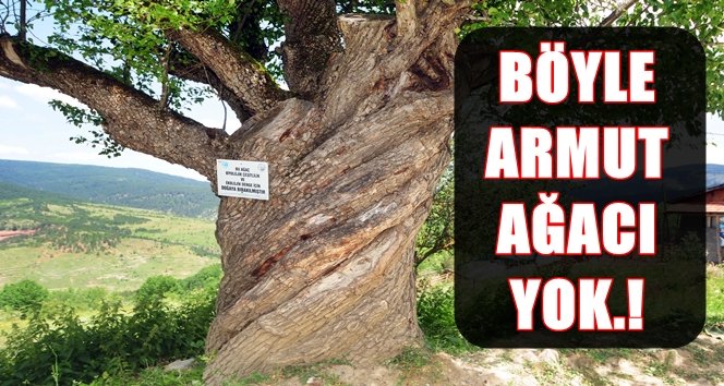 200 yıllık burgulu armut ağacı görenleri şaşırtıyor